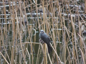 Brown-eared Bulbul Mizumoto Park Sat, 3/2/2024