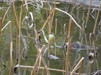 Grey Wagtail Mizumoto Park Sat, 3/2/2024