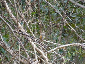 Daurian Redstart Mizumoto Park Sat, 3/2/2024