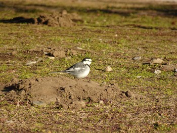 White Wagtail 21世紀の森と広場(千葉県松戸市) Sat, 1/21/2023