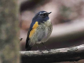 2023年1月6日(金) 西南の杜湖畔公園の野鳥観察記録