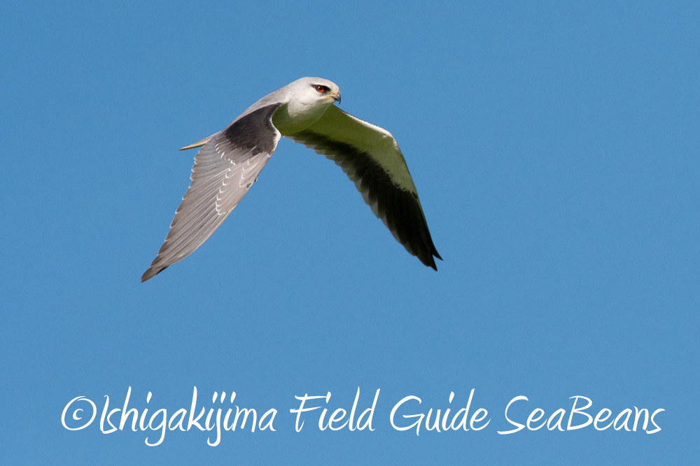 Photo of Black-winged Kite at Ishigaki Island by 石垣島バードウオッチングガイドSeaBeans
