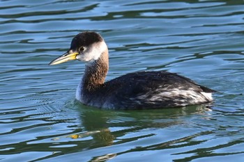 Red-necked Grebe 片貝漁港 Sun, 3/3/2024