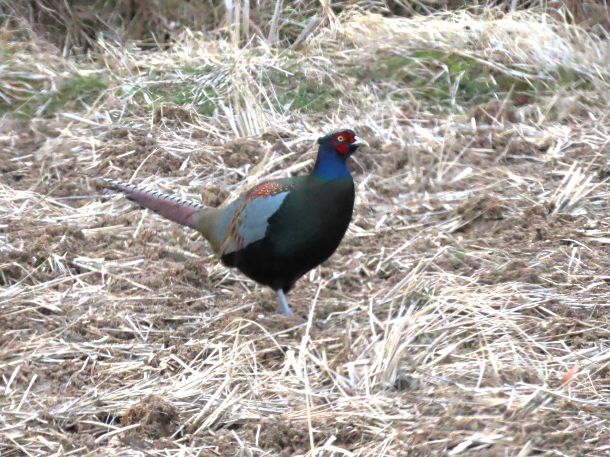 Green Pheasant