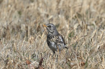 Fieldfare Unknown Spots Mon, 3/4/2024