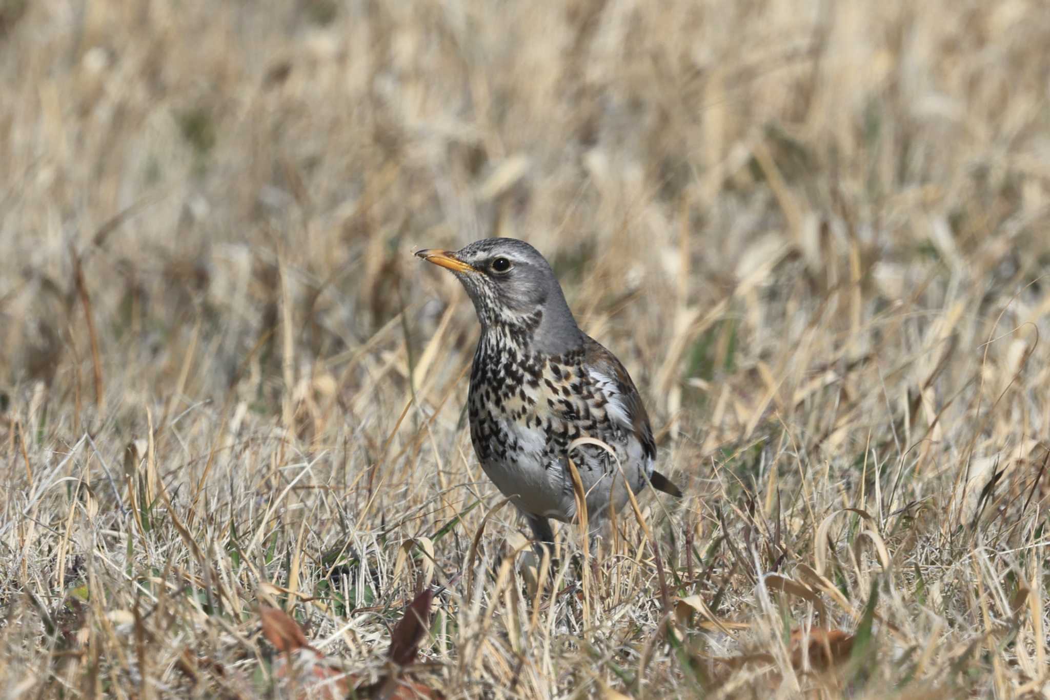 Photo of Fieldfare at  by マイク