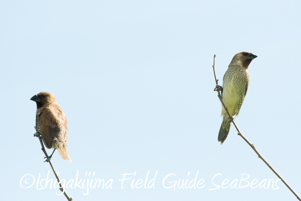 Scaly-breasted Munia