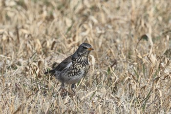 Fieldfare Unknown Spots Mon, 3/4/2024