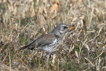 Fieldfare Unknown Spots Mon, 3/4/2024