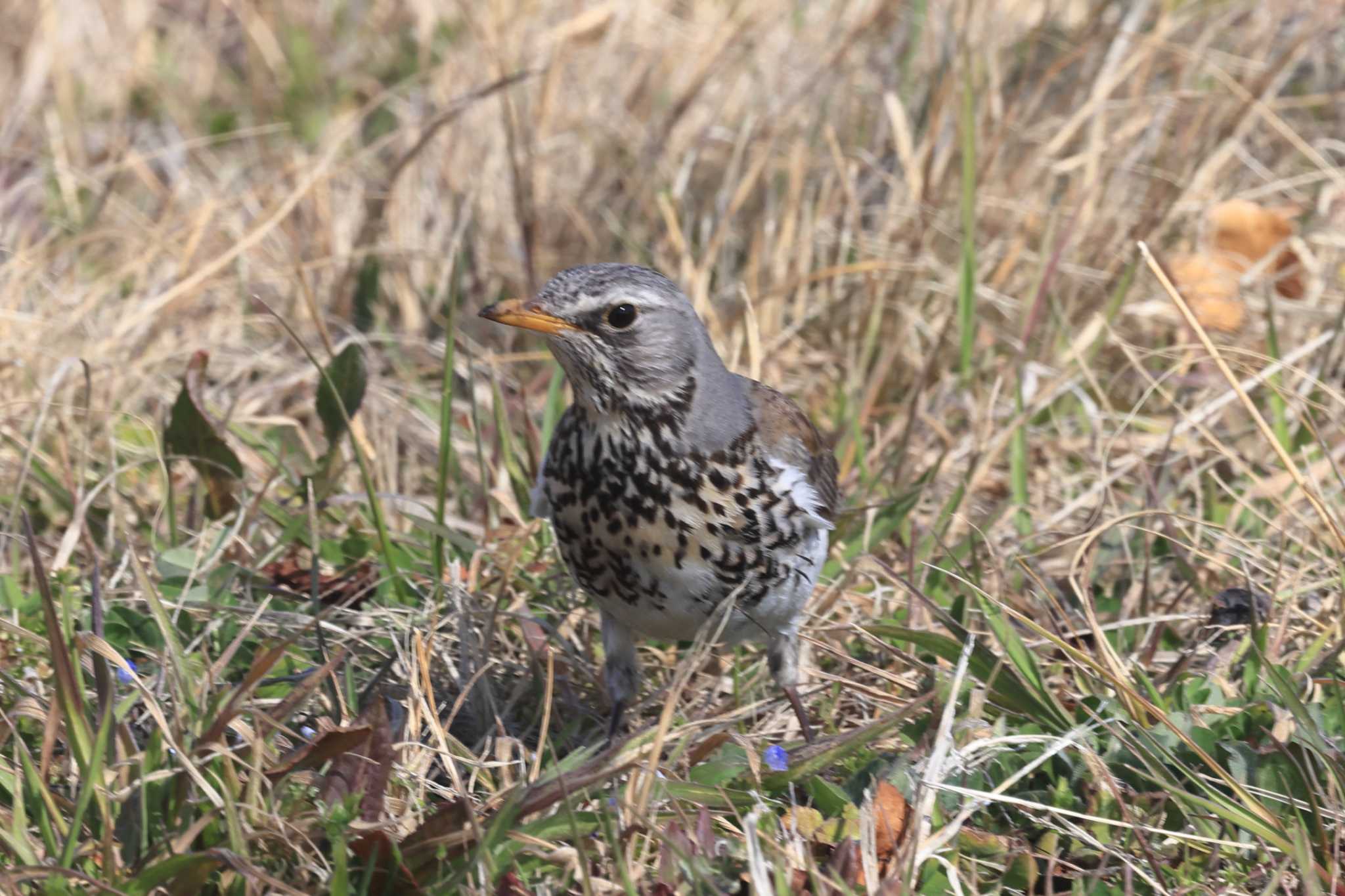 Photo of Fieldfare at  by マイク