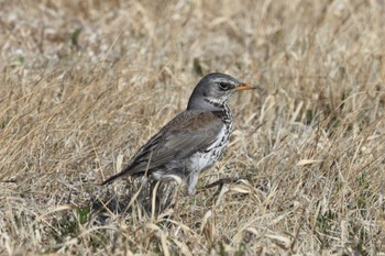 Fieldfare 群馬県 Mon, 3/4/2024