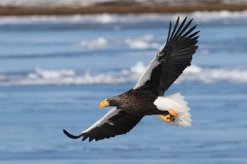 Steller's Sea Eagle 風蓮湖 Sat, 2/24/2024