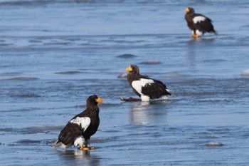 Steller's Sea Eagle 風蓮湖 Sat, 2/24/2024