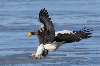 Steller's Sea Eagle 風蓮湖 Sat, 2/24/2024