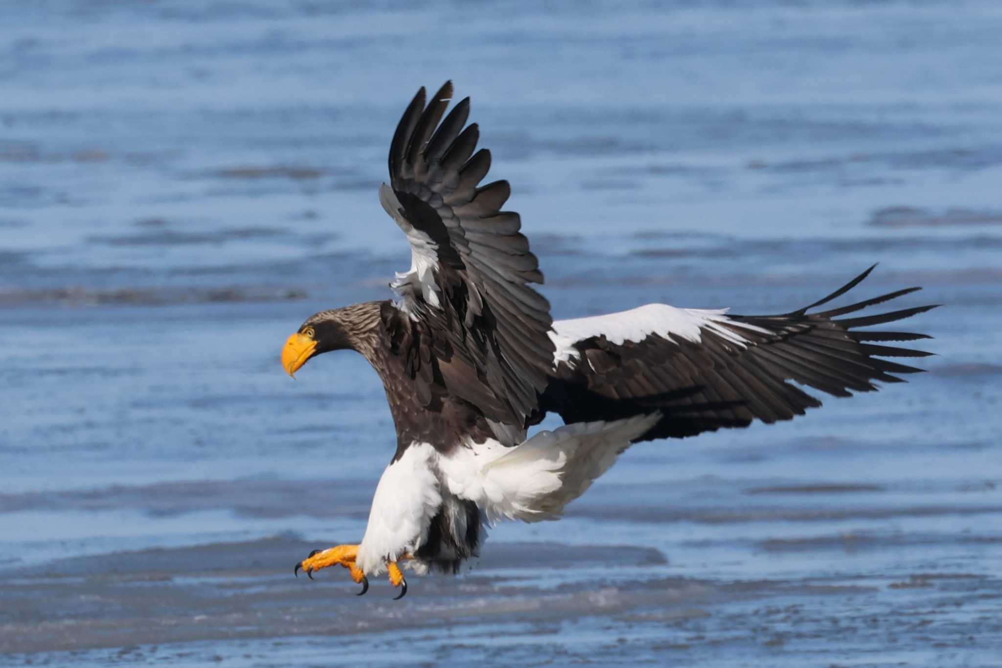 Photo of Steller's Sea Eagle at 風蓮湖 by ぼぼぼ