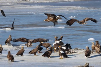 Steller's Sea Eagle 風蓮湖 Sat, 2/24/2024