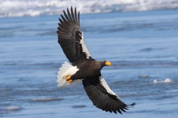 Steller's Sea Eagle 風蓮湖 Sat, 2/24/2024