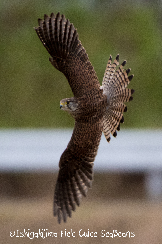 Common Kestrel