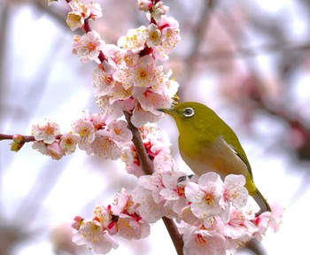 Warbling White-eye Osaka castle park Sat, 2/24/2024