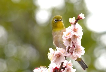 Warbling White-eye Osaka castle park Sat, 2/24/2024