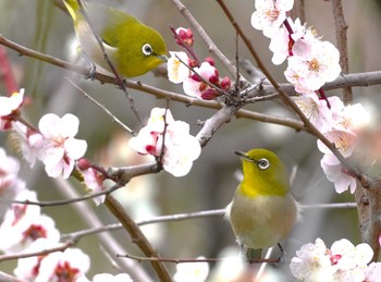 Warbling White-eye Osaka castle park Sat, 2/24/2024