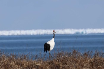 タンチョウ 風蓮湖 2024年2月24日(土)