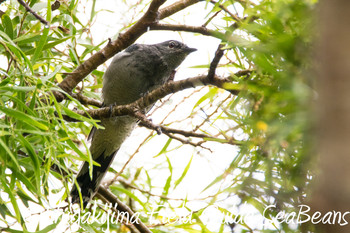 Black-winged Cuckooshrike