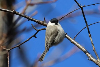 Marsh Tit 風蓮湖 Sat, 2/24/2024