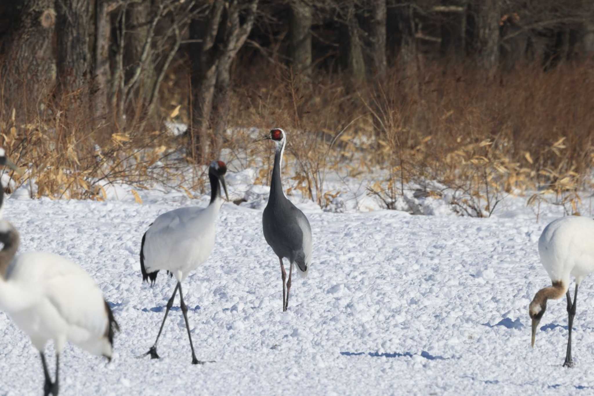 Photo of White-naped Crane at 伊藤サンクチュアリ by マイク