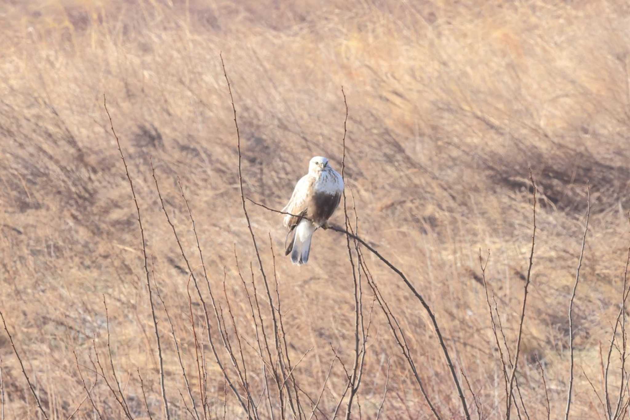 Photo of Rough-legged Buzzard at  by マイク