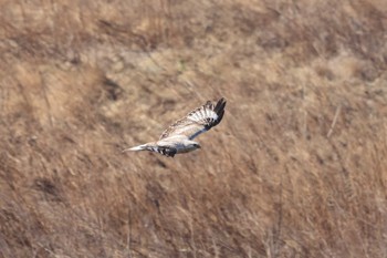 Rough-legged Buzzard Unknown Spots Mon, 3/4/2024