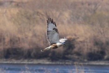 Rough-legged Buzzard 群馬県 Mon, 3/4/2024