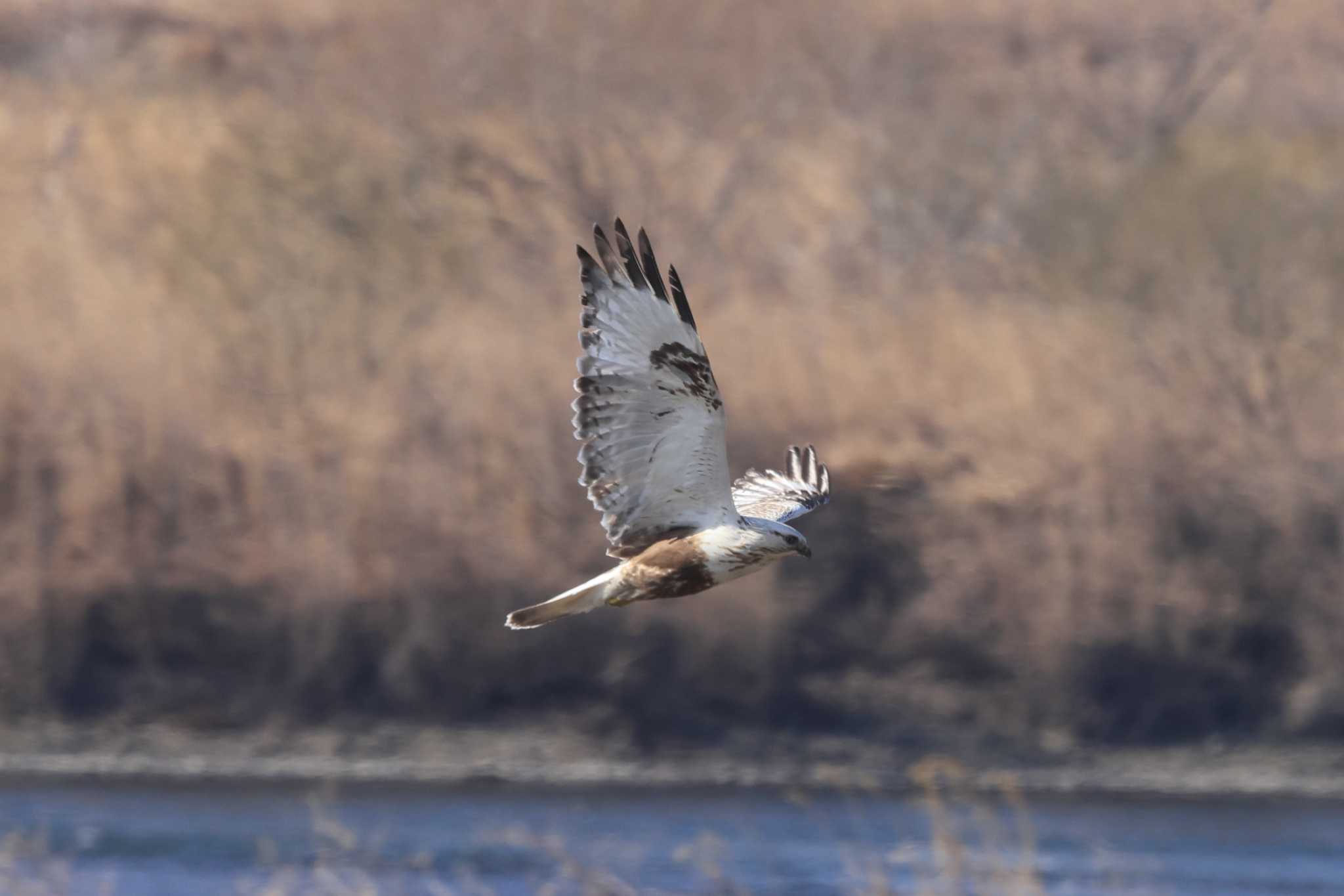 Photo of Rough-legged Buzzard at 群馬県 by マイク