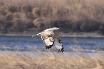 Rough-legged Buzzard Unknown Spots Mon, 3/4/2024