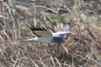 Hen Harrier 群馬県 Mon, 3/4/2024