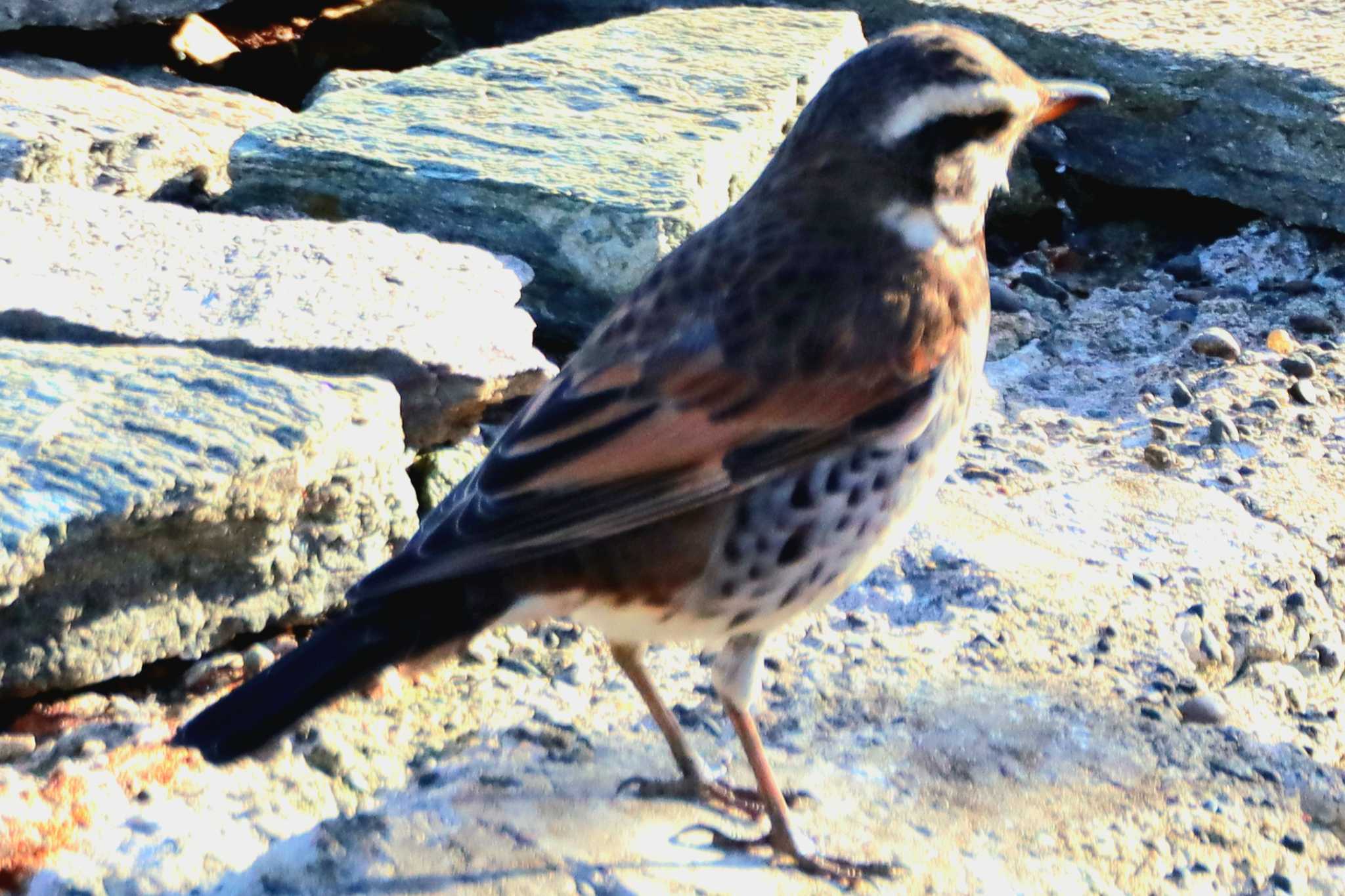 Dusky Thrush