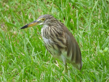 Chinese Pond Heron タイ サムイ島 Sun, 3/3/2024