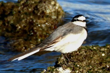 White Wagtail Tokyo Port Wild Bird Park Sun, 3/3/2024