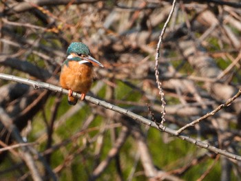 Mon, 3/4/2024 Birding report at 恩田川(鶴見川合流点付近)