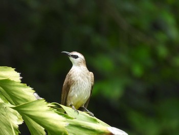 Yellow-vented Bulbul タイ  サムイ島 Sun, 3/3/2024