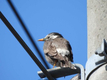 White-cheeked Starling Unknown Spots Mon, 3/4/2024