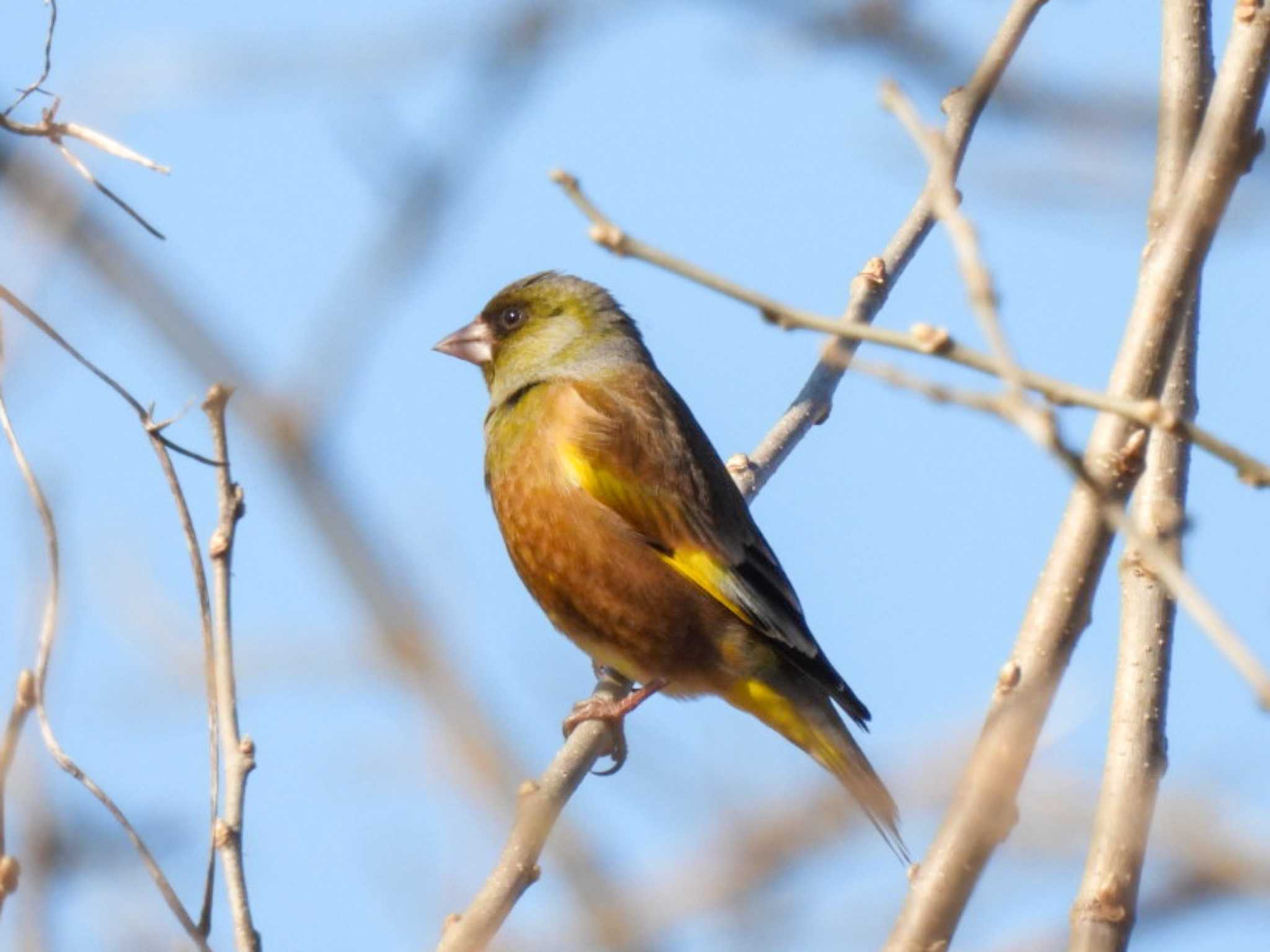 Photo of Grey-capped Greenfinch at  by Ibis