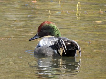 Falcated Duck Unknown Spots Sat, 3/2/2024