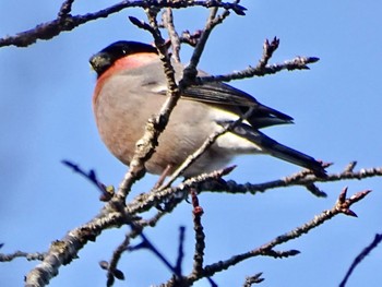 2024年3月4日(月) 舞岡公園の野鳥観察記録