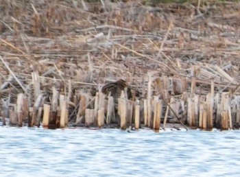 タシギ 浮島ヶ原自然公園 2023年2月26日(日)