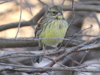 Sun, 2/26/2023 Birding report at 浮島ヶ原自然公園