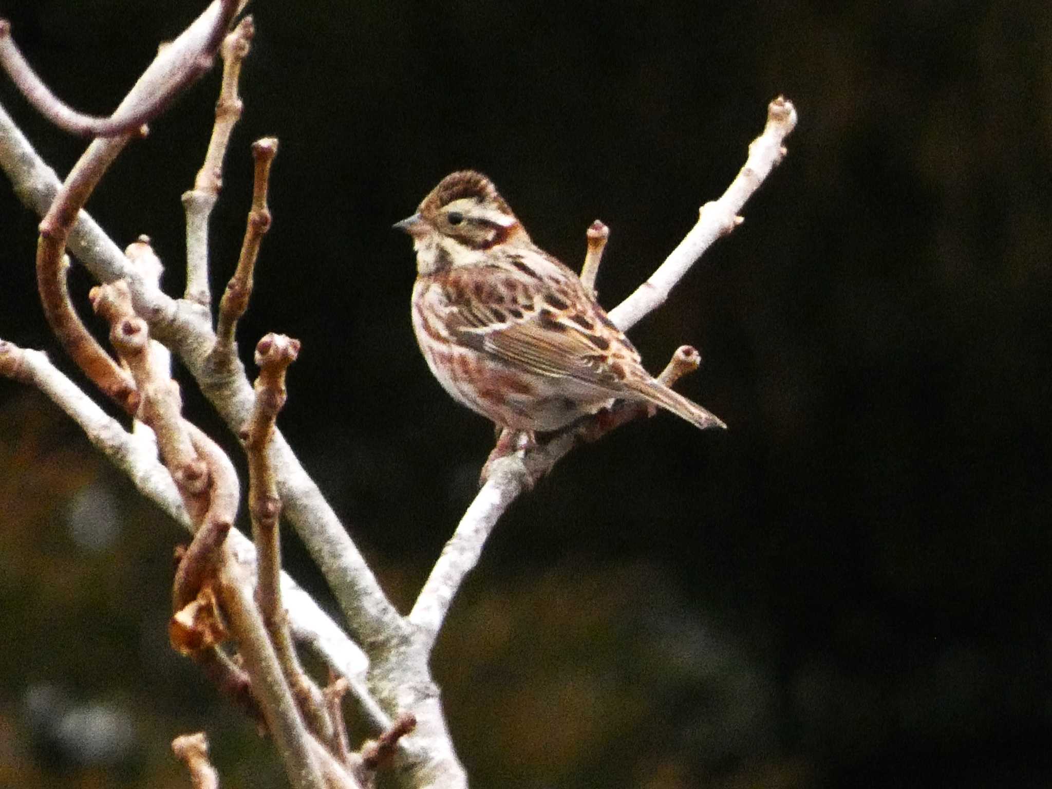 Rustic Bunting