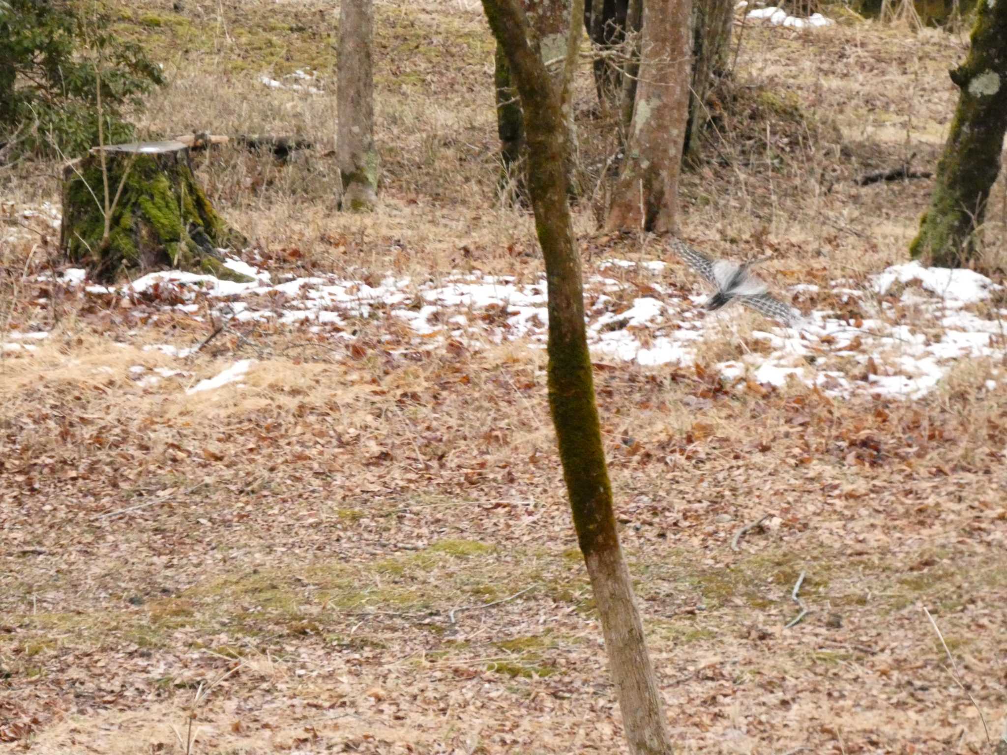 Great Spotted Woodpecker