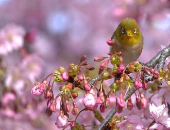 2024年3月2日(土) 大阪府の野鳥観察記録