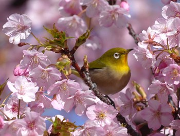 Warbling White-eye 大阪府 Sat, 3/2/2024